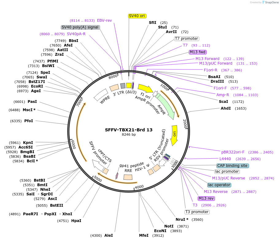 218996-plasmid-map-sequence-id-448839