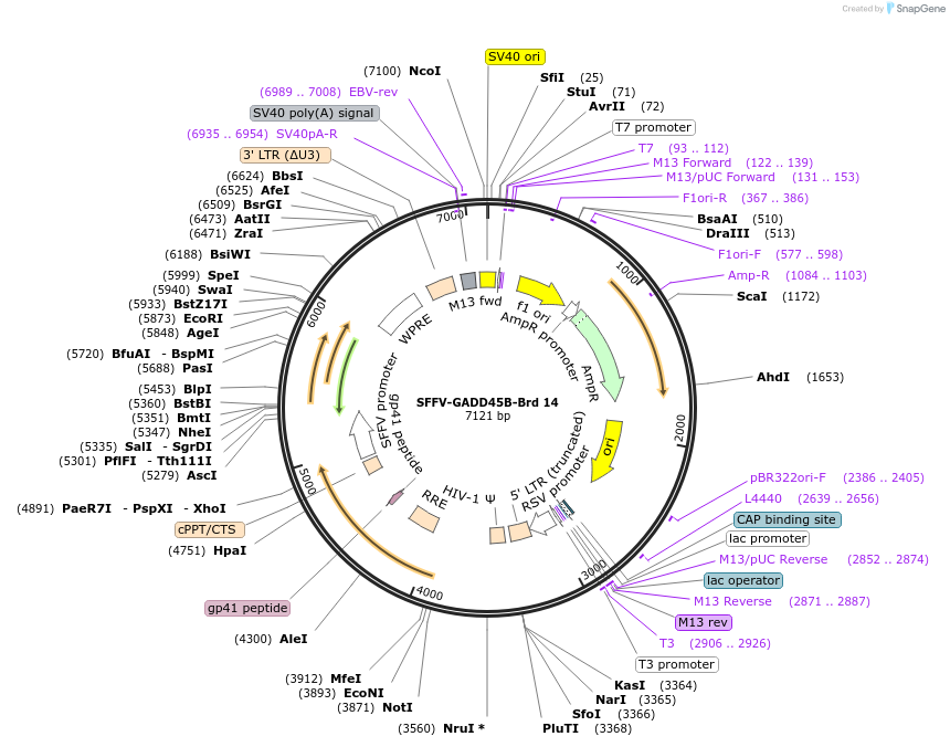 218997-plasmid-map-sequence-id-448842