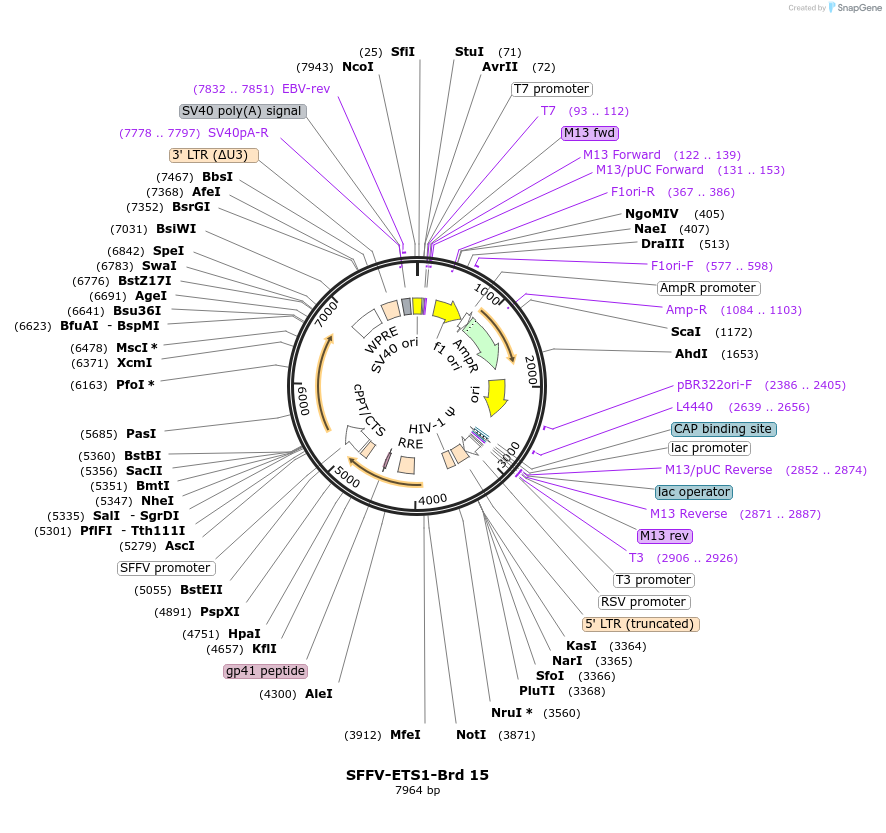218998-plasmid-map-sequence-id-448845