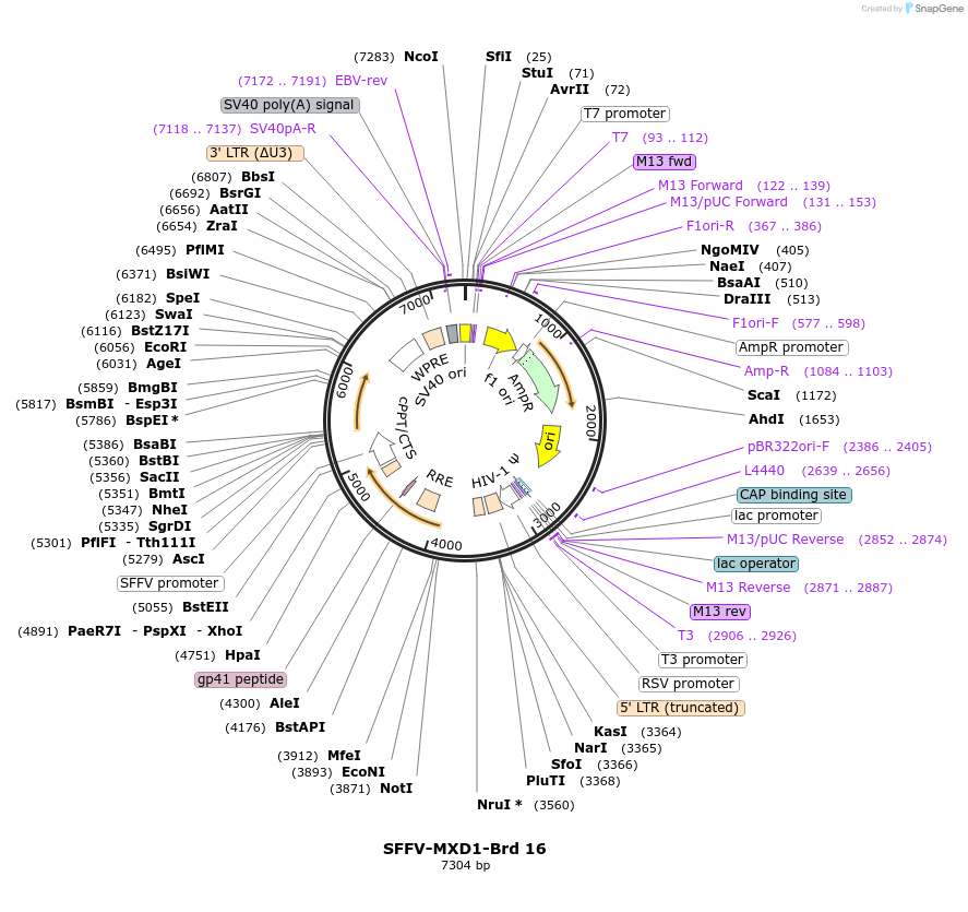 218999-plasmid-map-sequence-id-448849