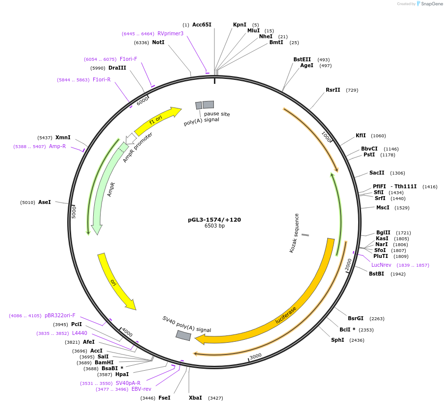 35539-plasmid-map-sequence-id-44885