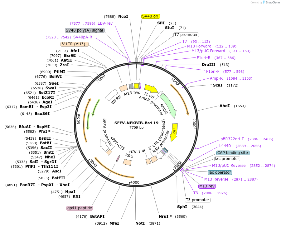 219002-plasmid-map-sequence-id-448852