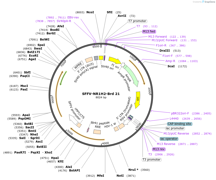219004-plasmid-map-sequence-id-448856