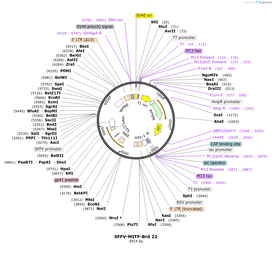219005-plasmid-map-sequence-id-448859