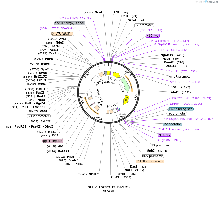 219008-plasmid-map-sequence-id-448863