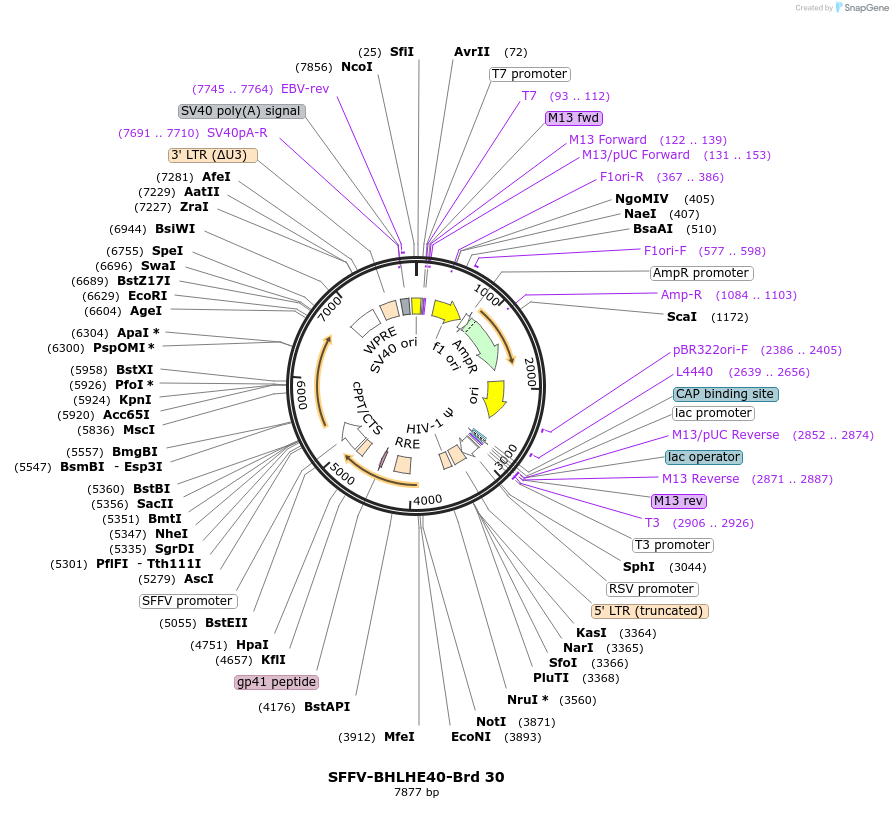 219012-plasmid-map-sequence-id-448866