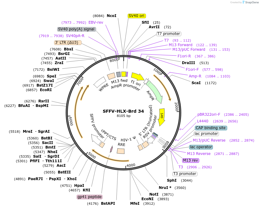 219016-plasmid-map-sequence-id-448868