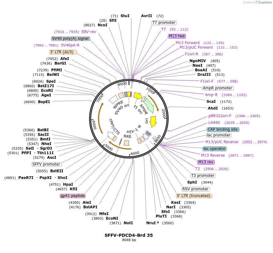 219017-plasmid-map-sequence-id-448869
