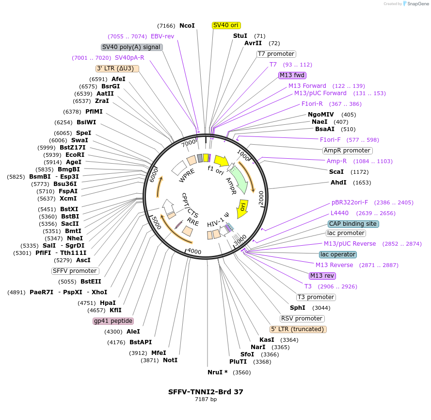 219019-plasmid-map-sequence-id-448870