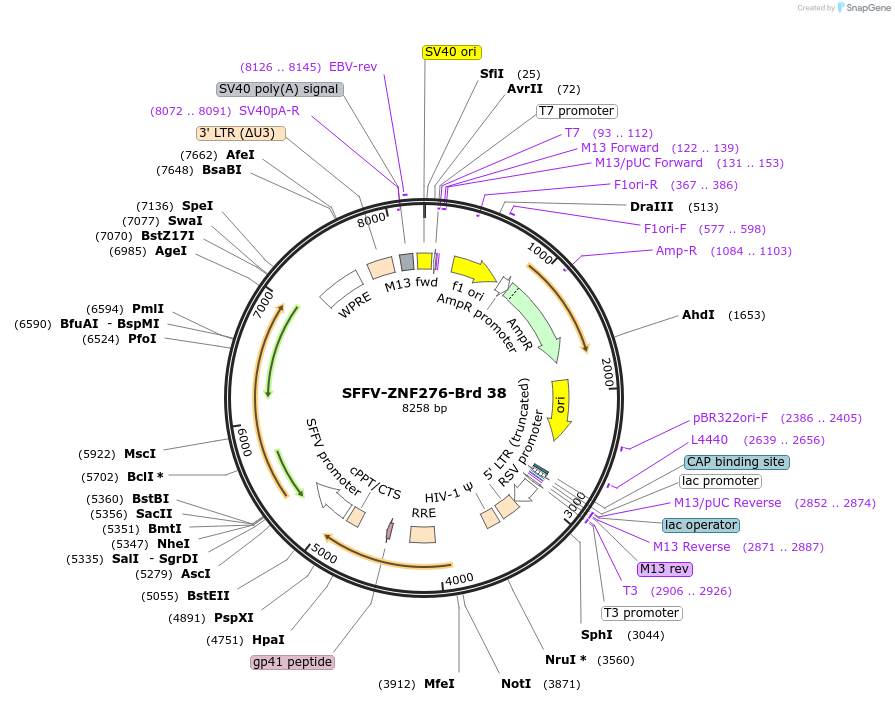 219020-plasmid-map-sequence-id-448871