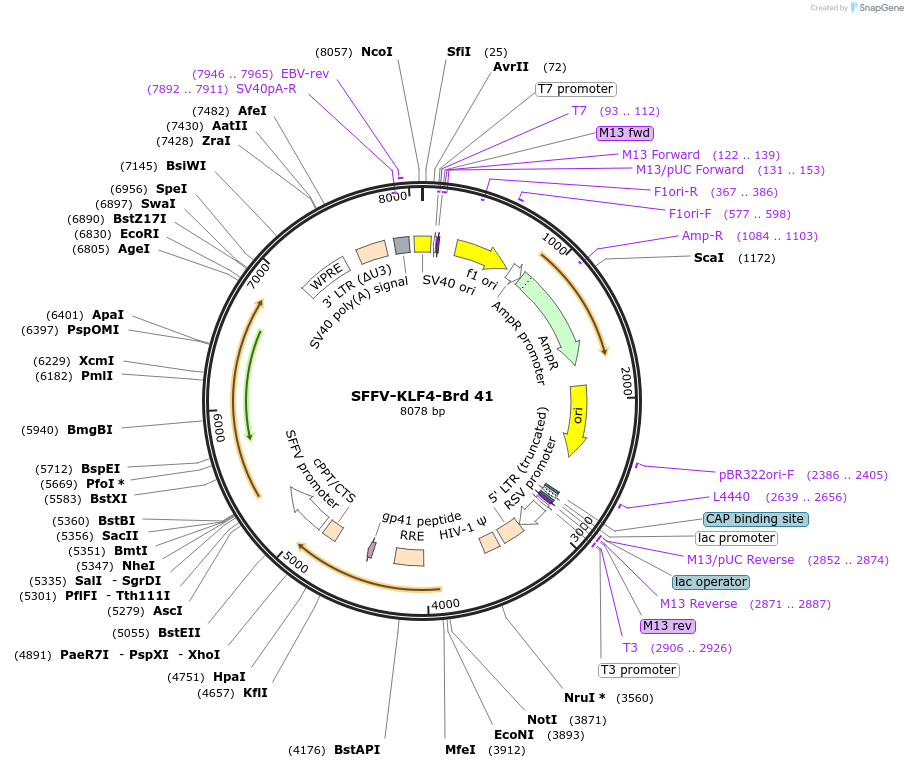 219022-plasmid-map-sequence-id-448873