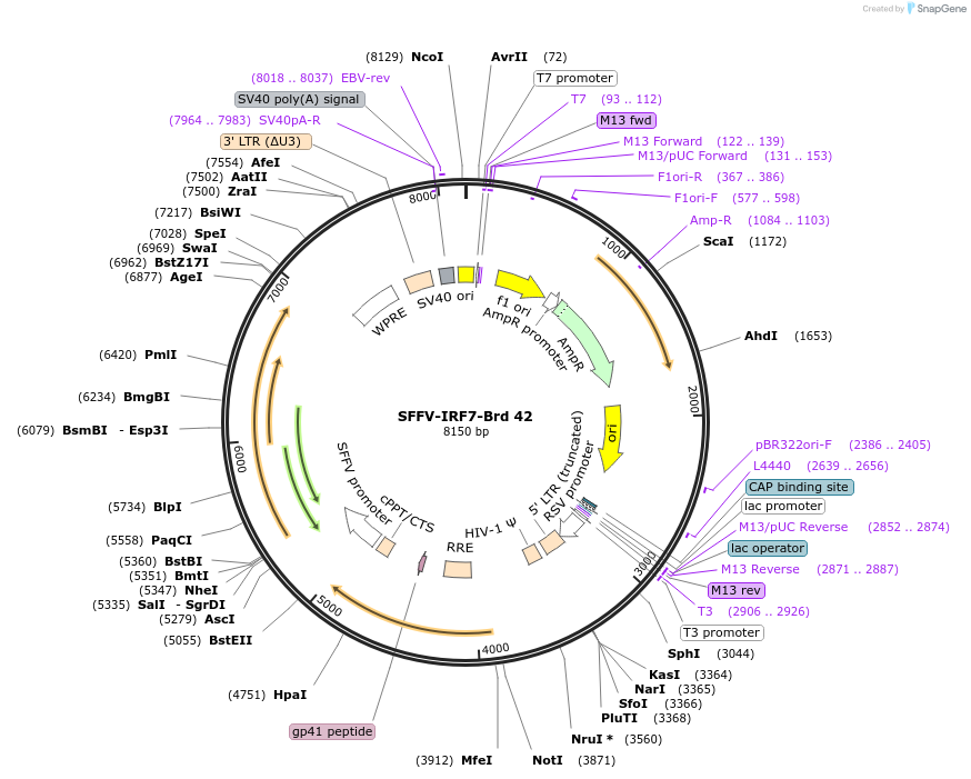219023-plasmid-map-sequence-id-448874