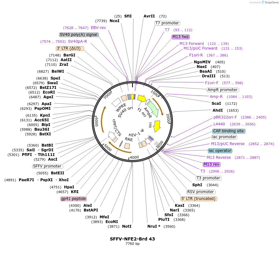 219024-plasmid-map-sequence-id-448875