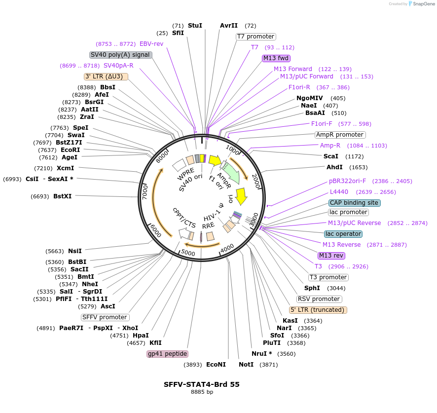 219035-plasmid-map-sequence-id-448877