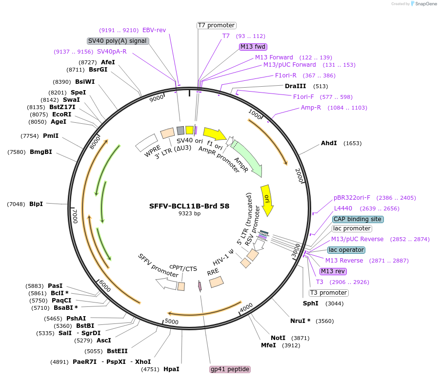 219038-plasmid-map-sequence-id-448878
