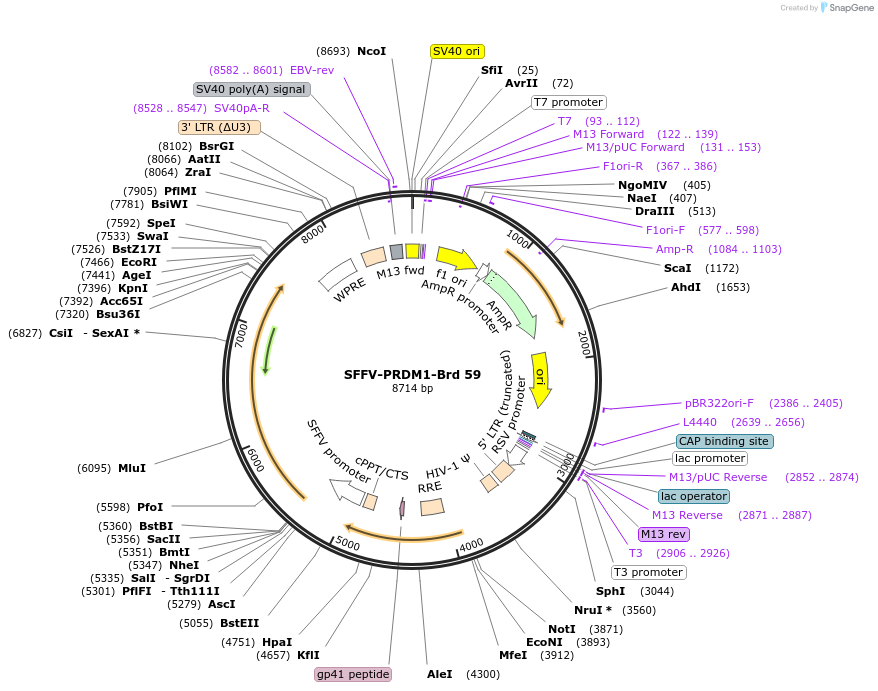 219039-plasmid-map-sequence-id-448879