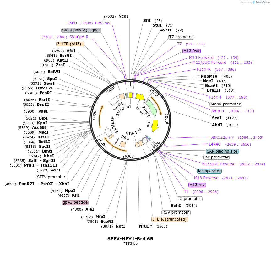 219043-plasmid-map-sequence-id-448880