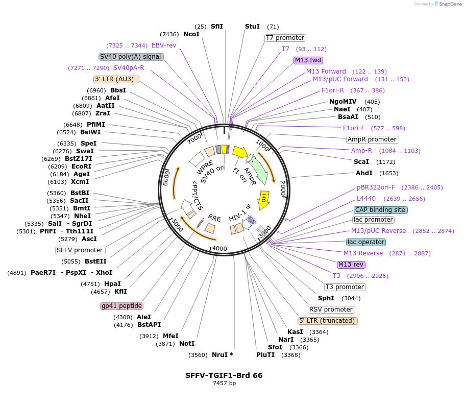 219044-plasmid-map-sequence-id-448881