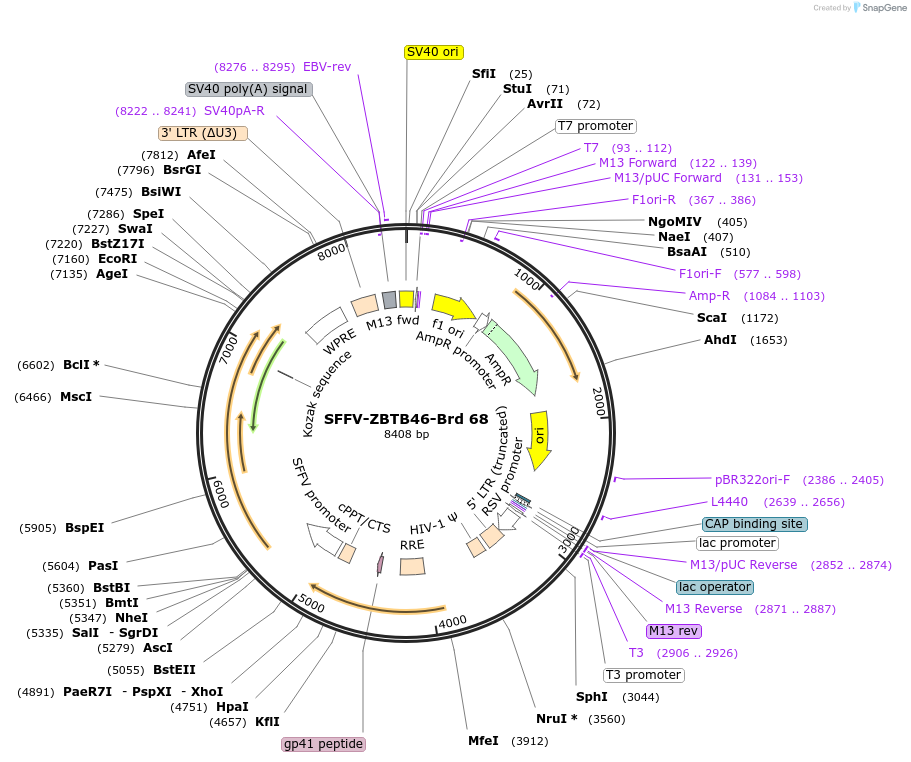 219046-plasmid-map-sequence-id-448882