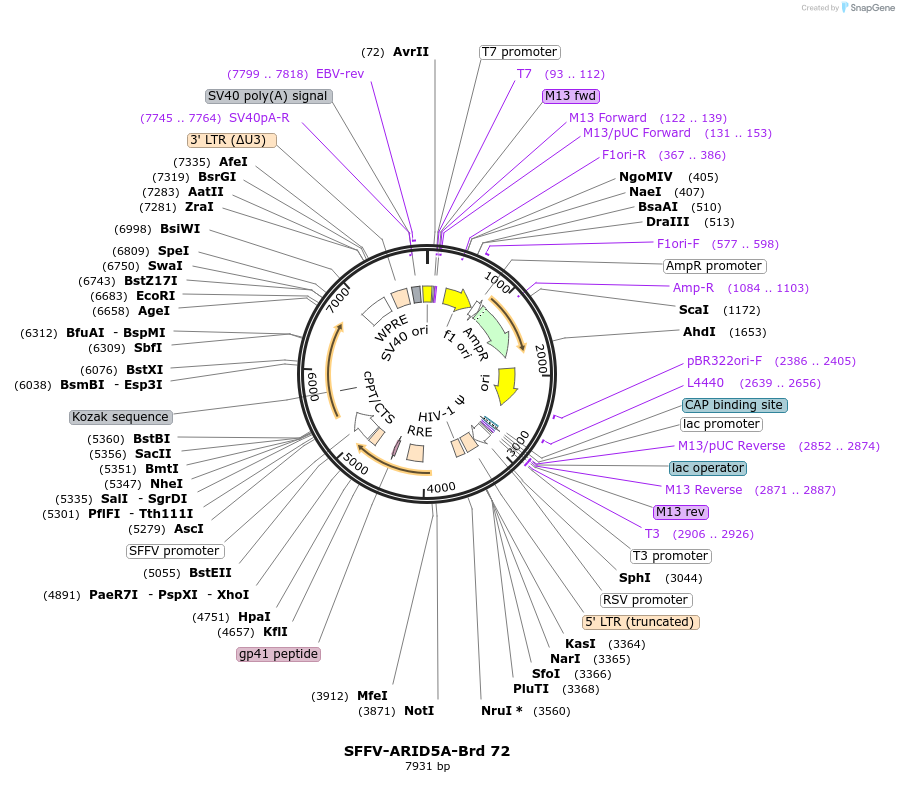 219050-plasmid-map-sequence-id-448883