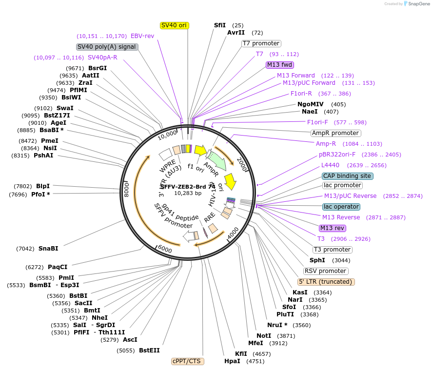 219052-plasmid-map-sequence-id-448884