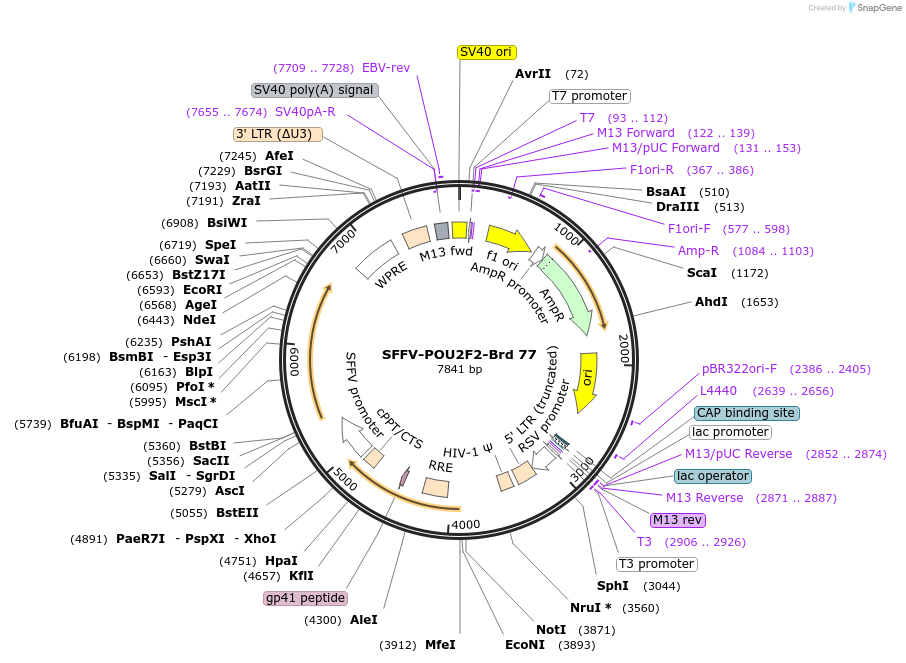 219054-plasmid-map-sequence-id-448885