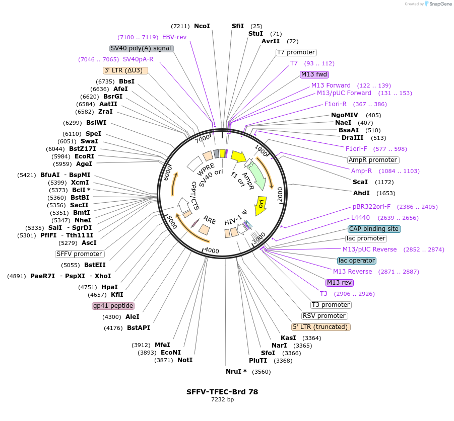219055-plasmid-map-sequence-id-448886