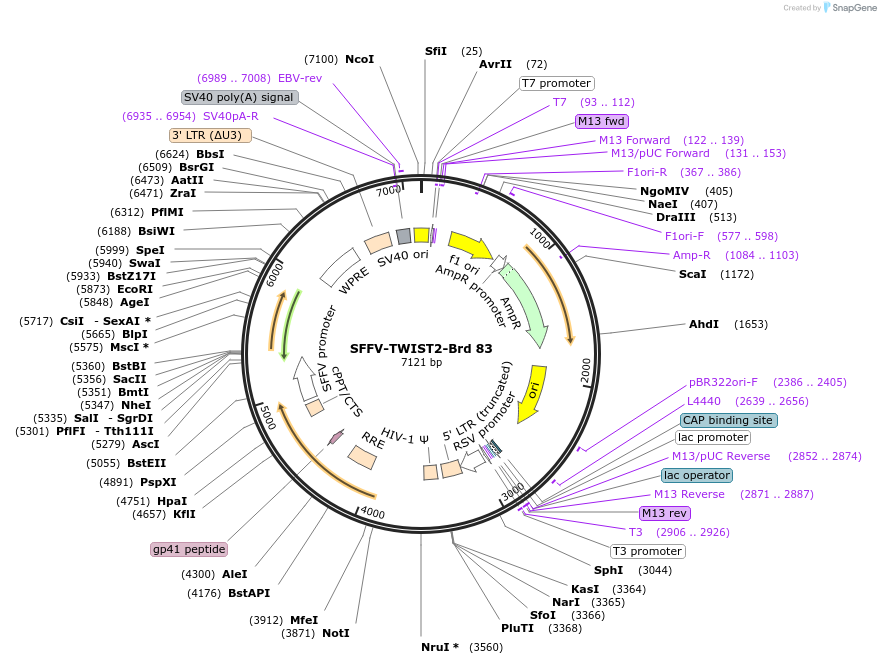 219058-plasmid-map-sequence-id-448888