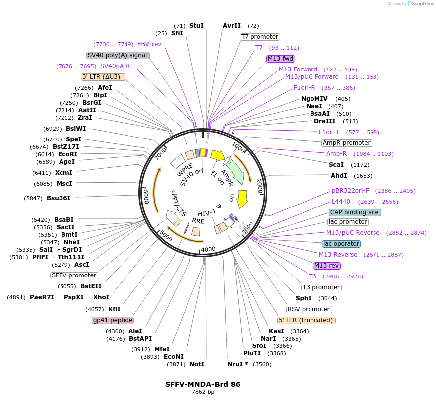 219061-plasmid-map-sequence-id-448889
