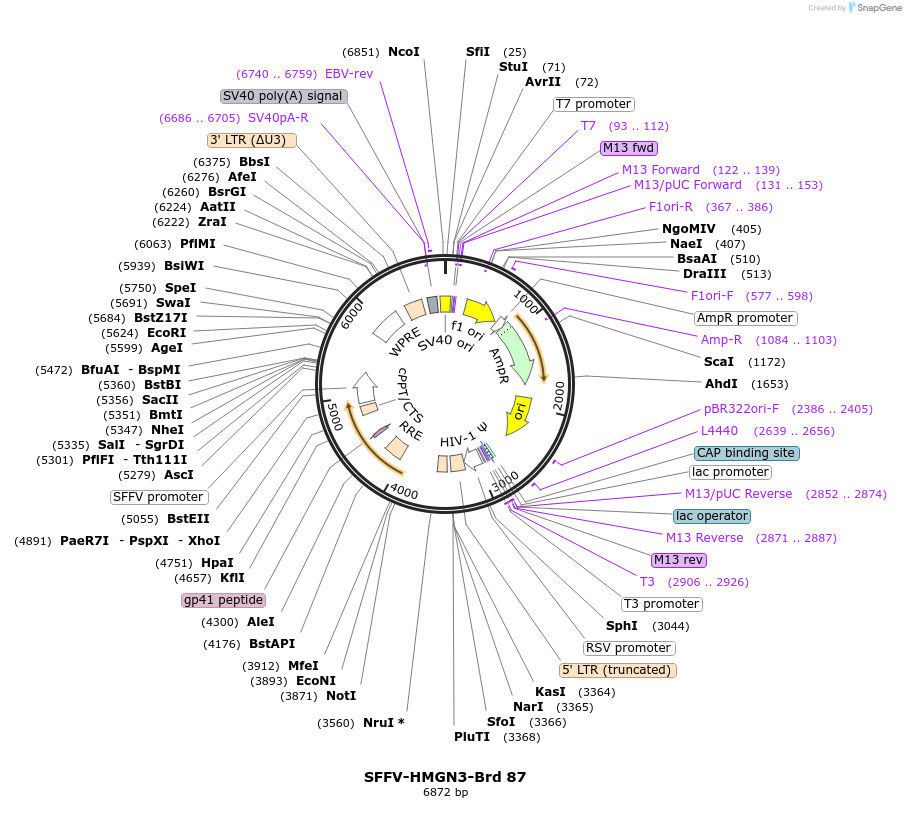 219062-plasmid-map-sequence-id-448890
