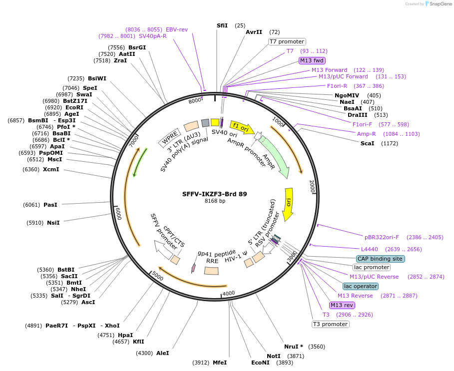 219064-plasmid-map-sequence-id-448891