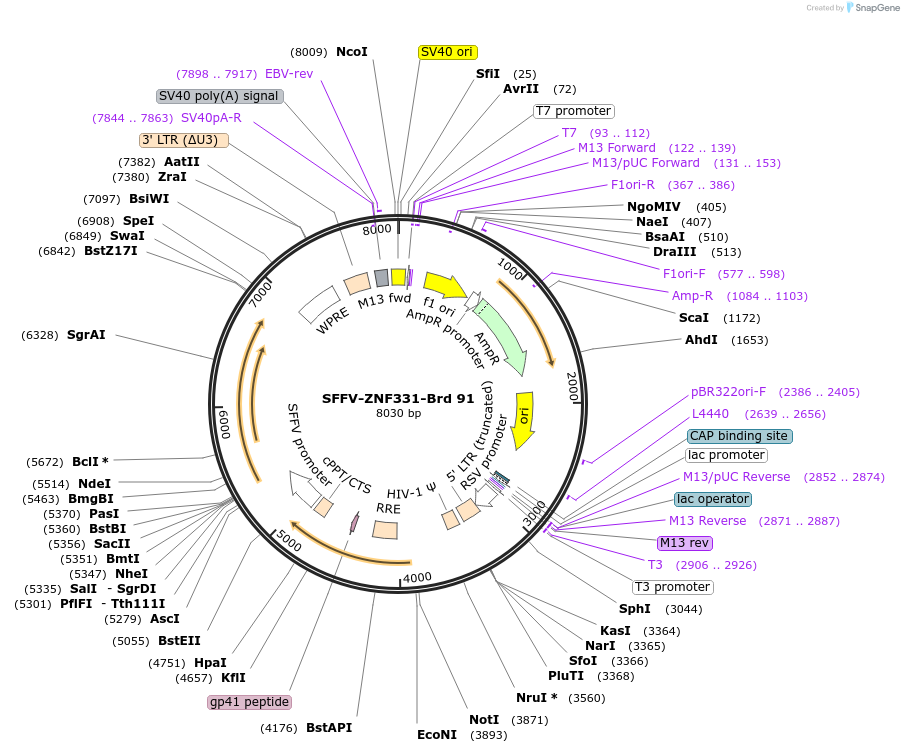 219066-plasmid-map-sequence-id-448892