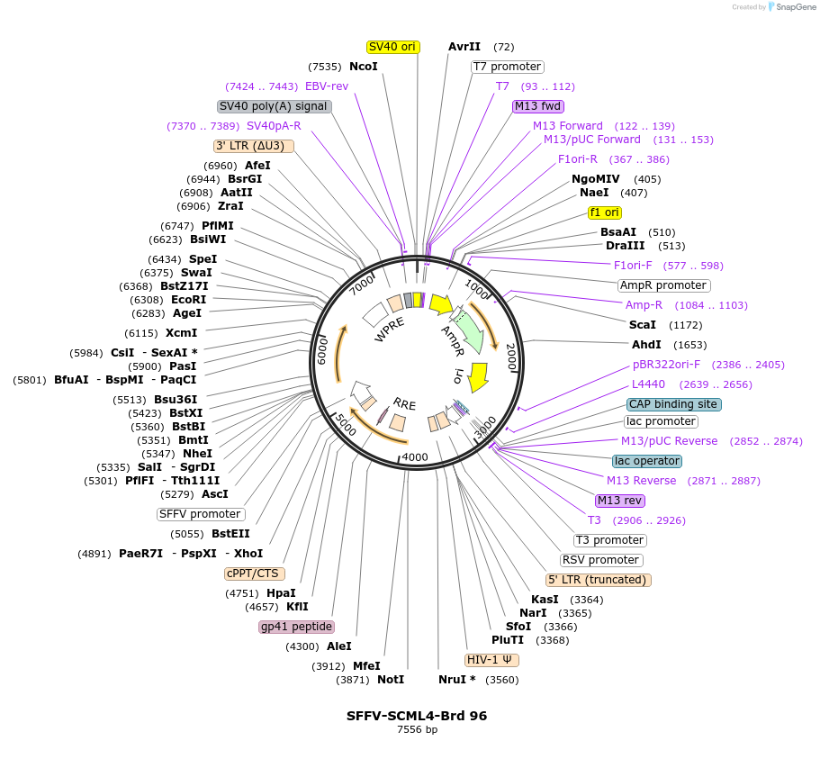 219069-plasmid-map-sequence-id-448895