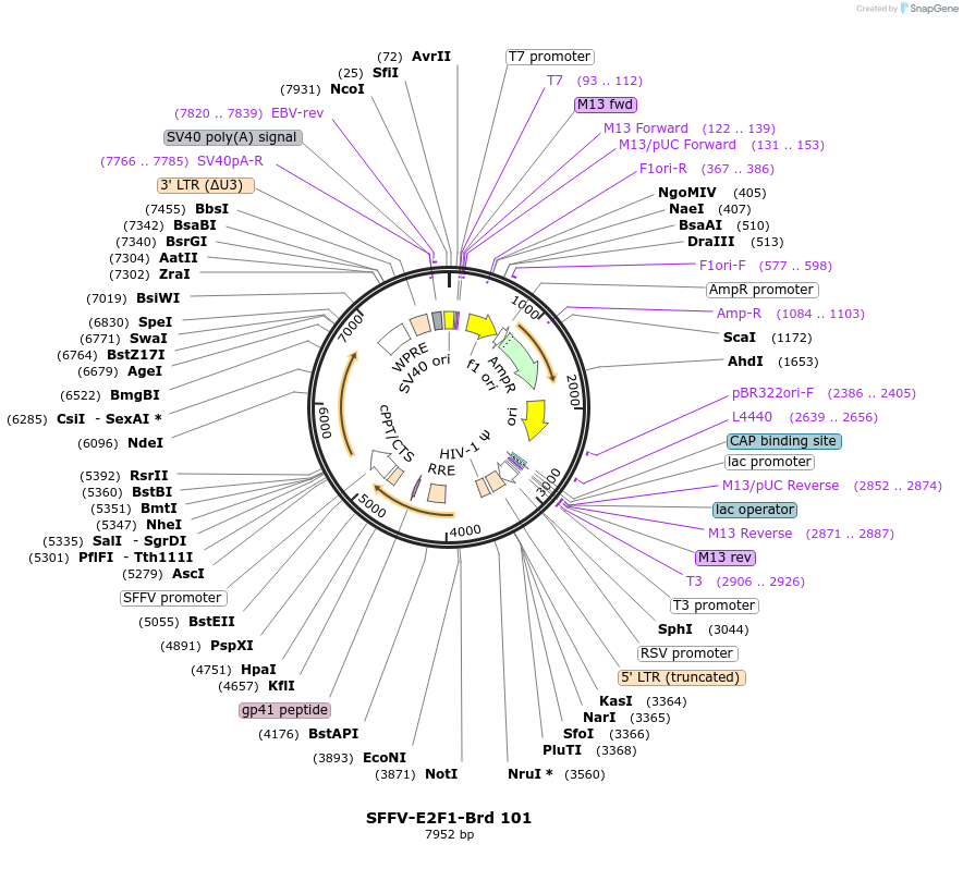 219073-plasmid-map-sequence-id-448896