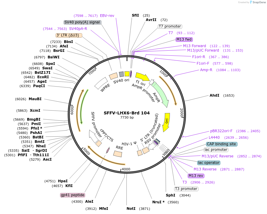 219074-plasmid-map-sequence-id-448897