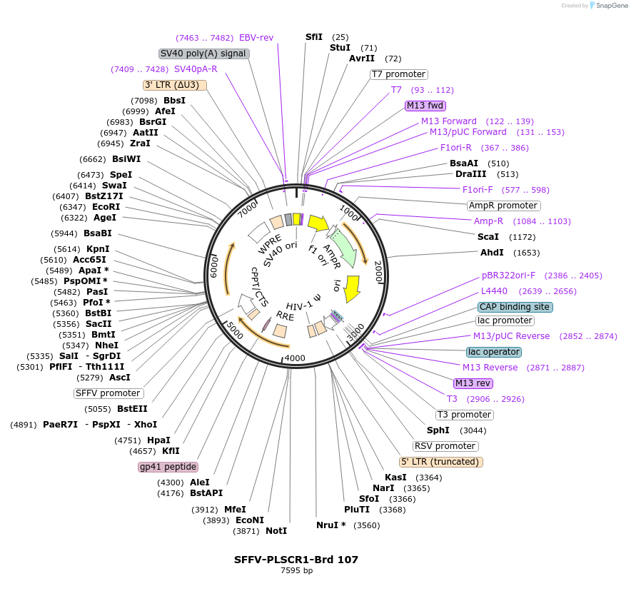219077-plasmid-map-sequence-id-448898