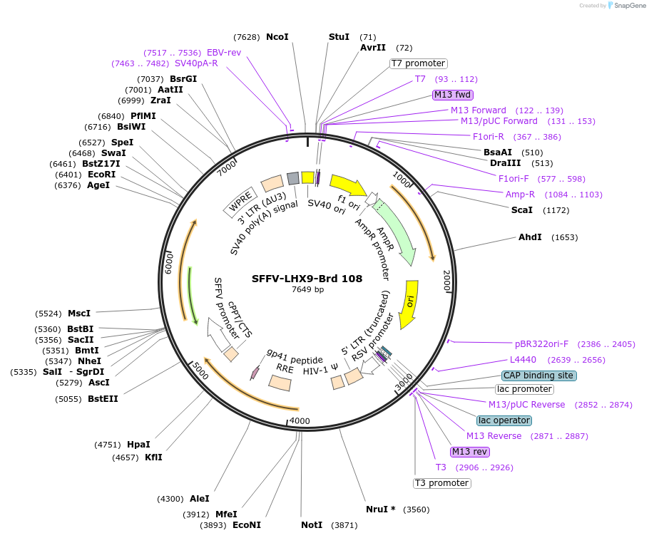 219078-plasmid-map-sequence-id-448899