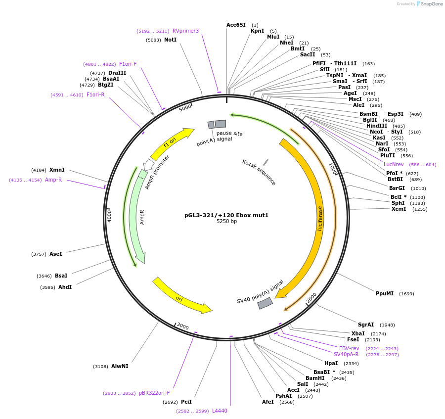35544-plasmid-map-sequence-id-44890
