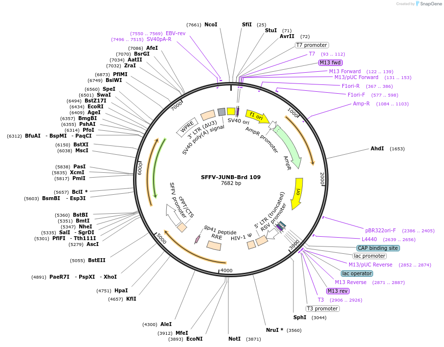 219079-plasmid-map-sequence-id-448900