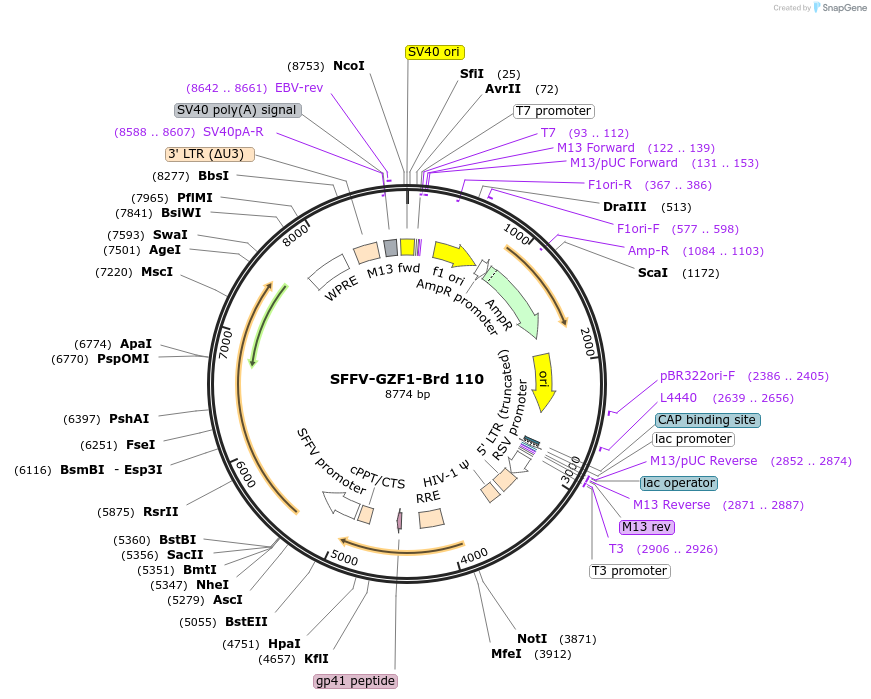 219080-plasmid-map-sequence-id-448901