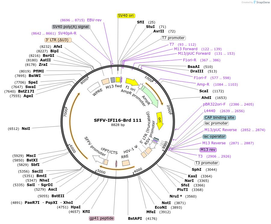 219081-plasmid-map-sequence-id-448902