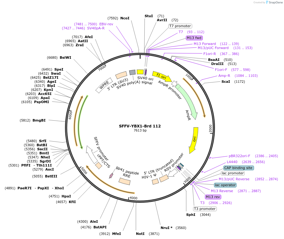 219082-plasmid-map-sequence-id-448903