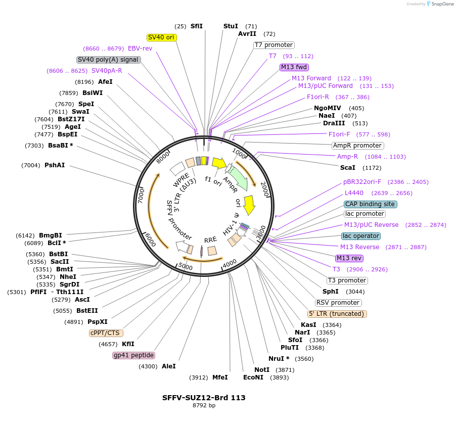 219083-plasmid-map-sequence-id-448904