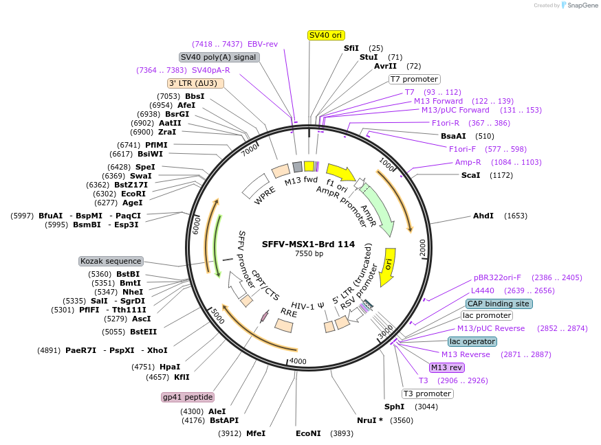 219084-plasmid-map-sequence-id-448905