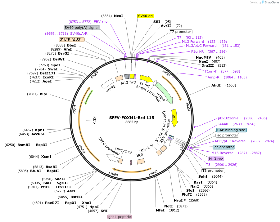 219085-plasmid-map-sequence-id-448906