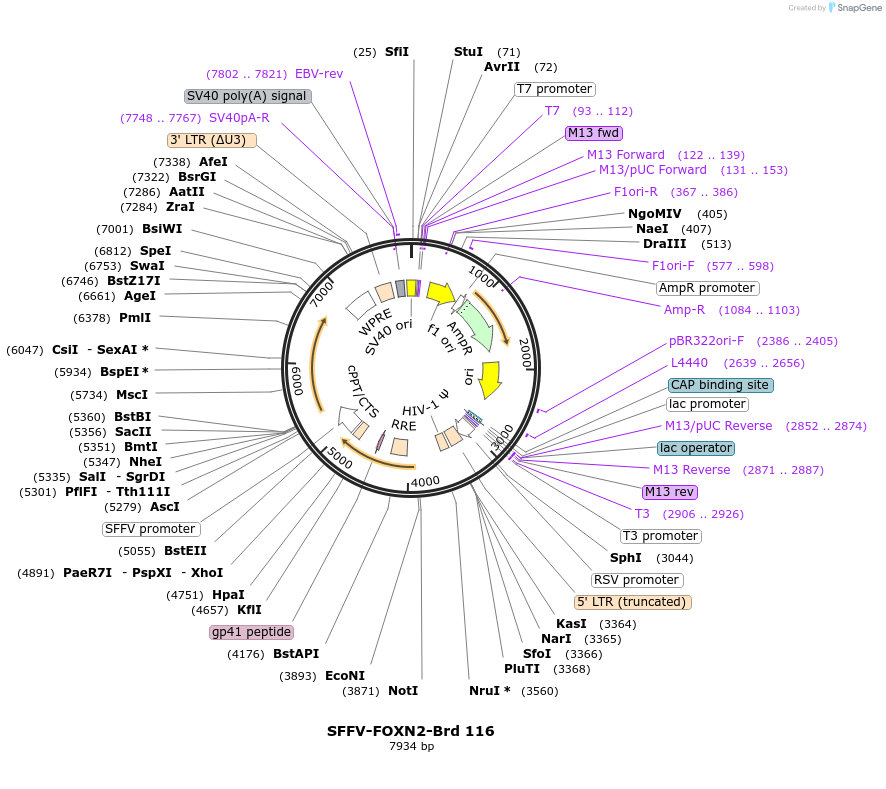219086-plasmid-map-sequence-id-448907