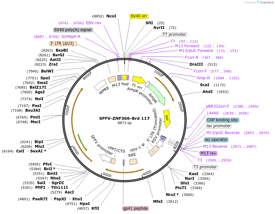 219087-plasmid-map-sequence-id-448908