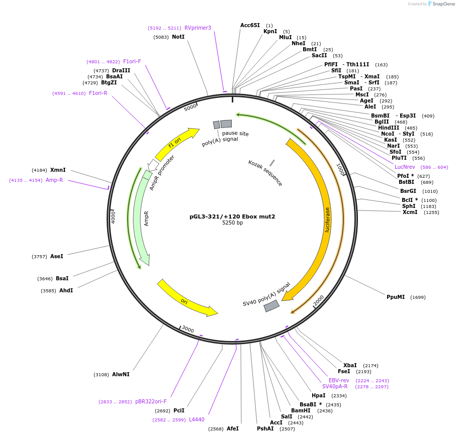 35545-plasmid-map-sequence-id-44891