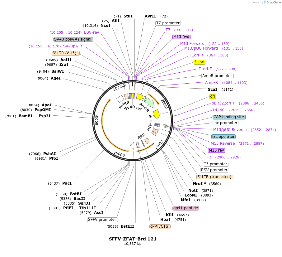 219090-plasmid-map-sequence-id-448911