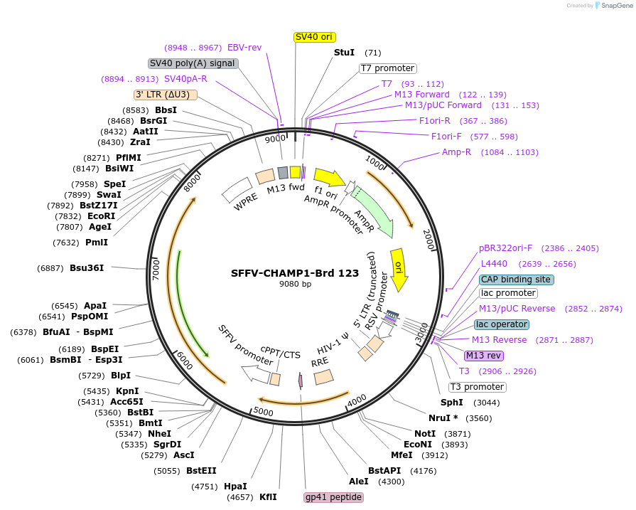 219091-plasmid-map-sequence-id-448912
